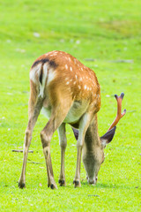 Naklejka na ściany i meble Sika deer with big antlers roaming and grass grazing at green field on summer in Nara Public Park, Nara, Japan