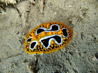 wave wart slug nudibranch in Thistlegorm wreck