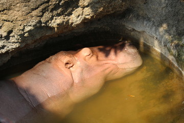 Animal,  lives in a zoo at Thailand.