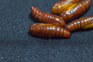 pupa of cotton bollworm on black background