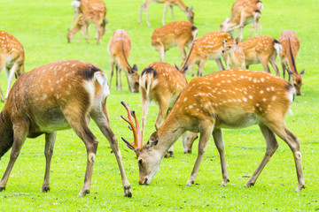 Naklejka na ściany i meble Sika deers roaming and grass grazing at green field on summer in Nara Public Park, Nara, Japan