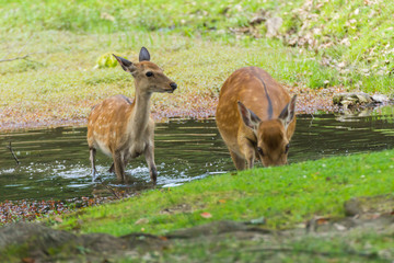 Naklejka na ściany i meble Sika deers drinking water and grass grazing at green field on summer in Nara Public Park, Nara, Japan