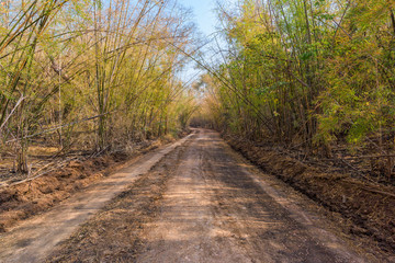 Rural dirt road and bamboo forest in countryside.