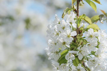 Blooming beautiful snow-white cherry on a spring day close-up, background.