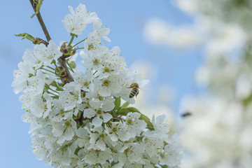 Blooming beautiful snow-white cherry on a spring day close-up, background.