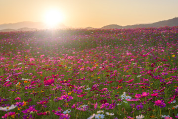  Beautiful cosmos flower in sunset.