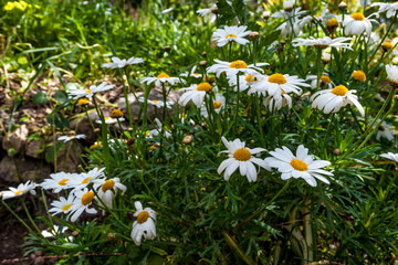 Closeup of daisy flowers in spring