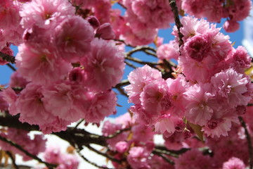 volle Kirschblüte