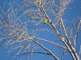 Bird in tree