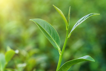 Fresh tea leafs in plantation.