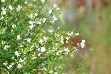 broom with white blossoms