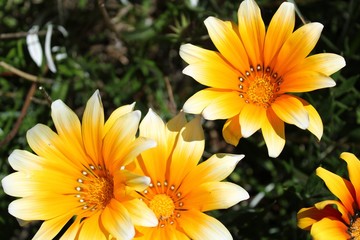 Colorful yellow Gazania Flower in the garden