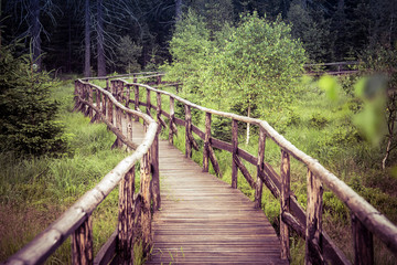 Fototapeta premium The wood path in the forest
