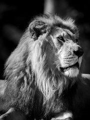 Fototapeta premium Czarno-biały profil lwa
