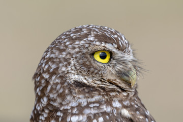Burrowing Owl Profile Close Up