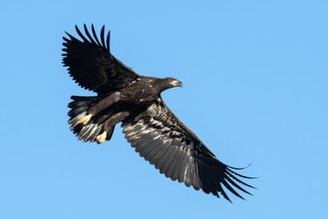 Juvenile Bald Eagle in Flight
