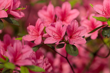 The azalea flowers.