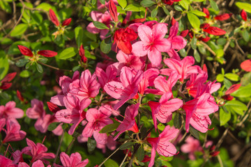 The rhododendron park, Bremen.