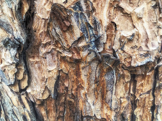 Bark of tree nature texture use as background of nature.
