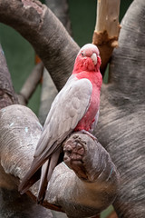 one pink cockatoo sitting on the tree branch © elen31