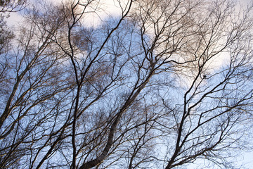 Fototapeta na wymiar Tree branches in front of Evening Sky