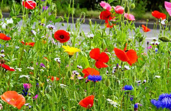 Wildblumen am Stra&szlig;enrand