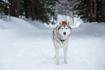 Portrait of serious wise dog breed siberian husky standing on the snow in winter forest on the trees background and looking straight to the camera in the evening