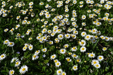 Viele G&auml;nsebl&uuml;mchen auf einer Wiese