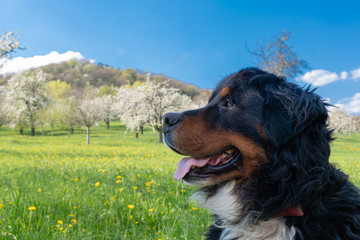 A Bernese mountain dog in spring on his first walk through the spring meadows. 
