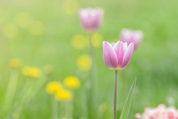 Obraz premium ink tulip flower on green background in spring season