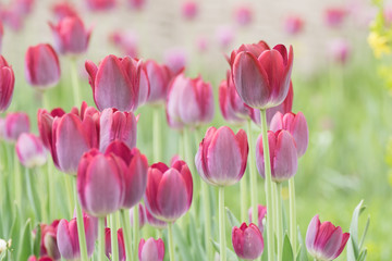  Purple tulips field in spring season