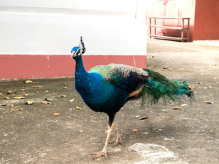 Peacocks walking outdoors And find food for eat.