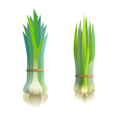 Bunch fresh onion and garlic, vector illustration on isolated background