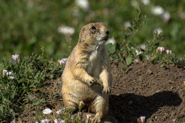 Prairie Dog Badlands