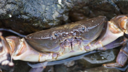 Angry Crab