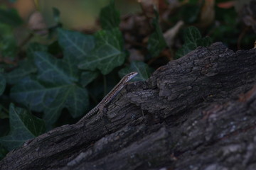 lizard on the tree, ivy in the background