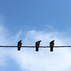 Curious pigeons on a wire
