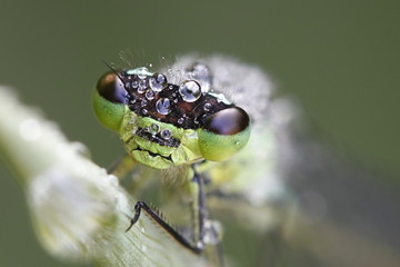 Northern damselfly, also called spearhead bluet, Coenagrion hastulatum