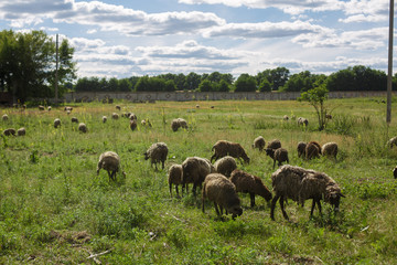 Naklejka na ściany i meble sheep eat in the field. shepherds feed . the sheep on the green grass. Number of sheep of meat breed. shepherds are driven by sheep from the pasture on the farm.