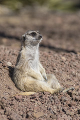 Fototapeta premium Suricata relajado tomando el sol