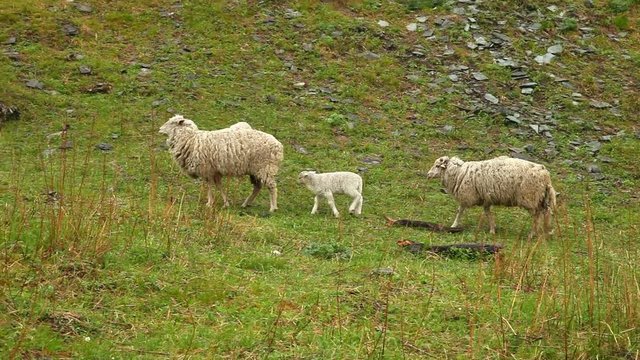Little lamb. Little lovely lambs on a meadow. Altai meadows. Small herd of lambs. Sheep are grazed.