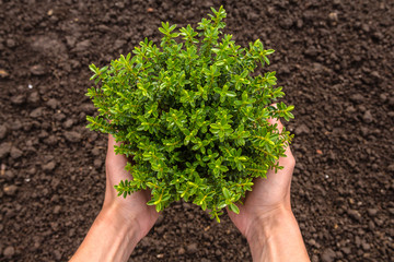 Female hands hold a pot of a young plant, the concept of gardening