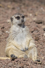 Suricata relajado tomando el sol