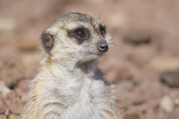 retrato de un suricata
