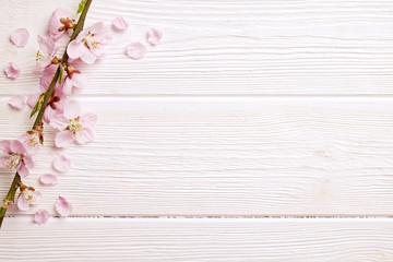 Single spring flowering branch with a lot of pink blossoms on white wooden background. Rustic composition, many spring tree flowers on vintage wood textured table. Close up, copy text space, top view.