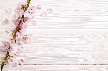 Single spring flowering branch with a lot of pink blossoms on white wooden background. Rustic...