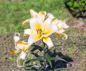 Obraz premium Flowering yellow lilies in a garden.
