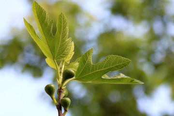 Fig leaves close up
