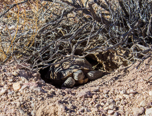 Desert Animal Critter Burrow Den Nest in Sand