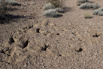 Desert Animal Critter Burrow Den Nest in Sand